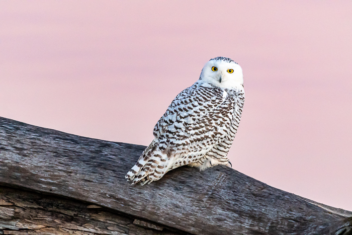 Snowy owl taken in APS-C sensor mode