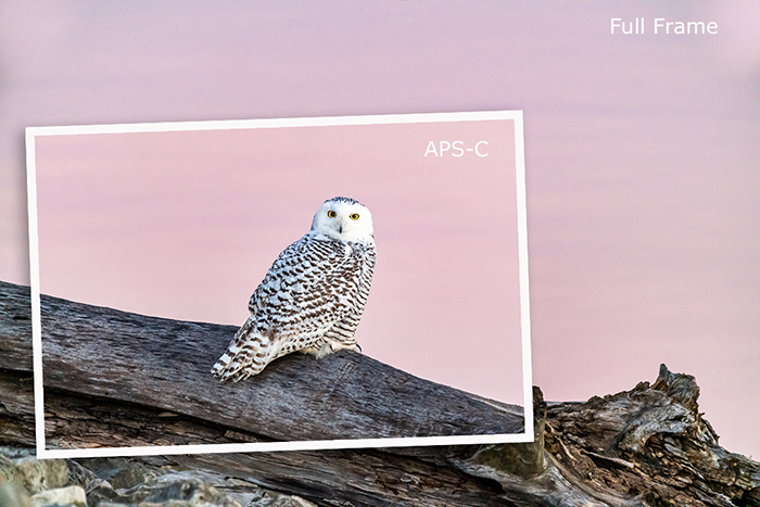 Snowy owl taken with APS-C crop frame within full-frame image