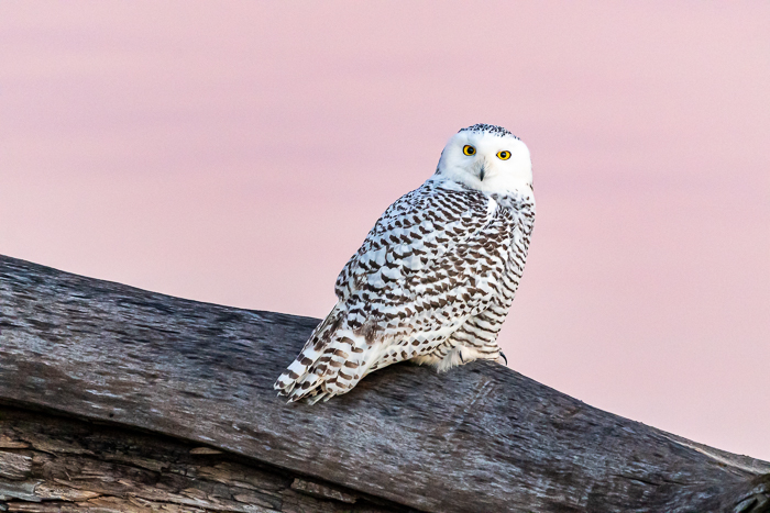 A snowy owl resting on a branch