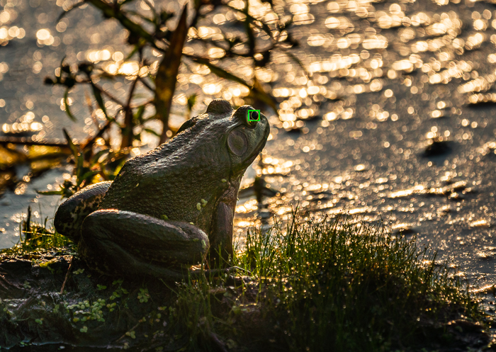 The Eye focus point benefits of mirrorless camera on a photo of a toad