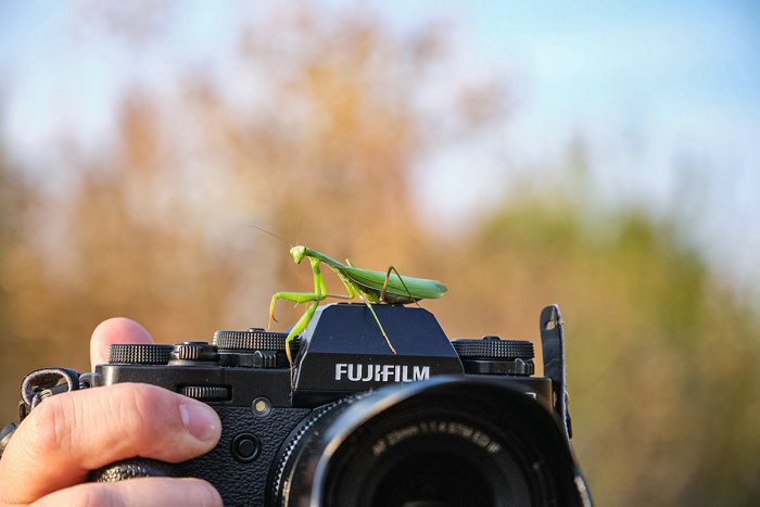 Partial view of Fuji camera with praying mantis on top of it