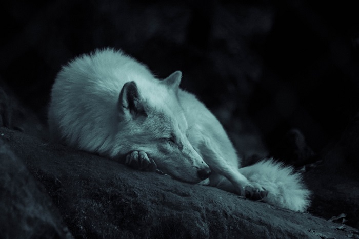 a beautiful white wolf rests its head on its paw 