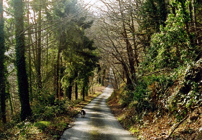 a dog runs along a path in a beautiful green forest