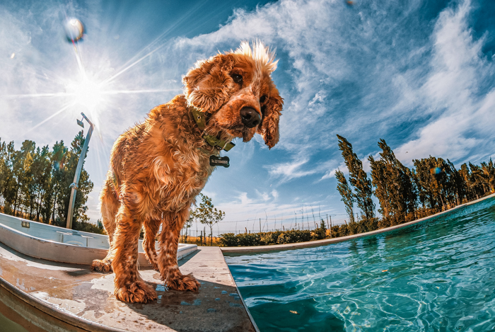 Dog at pool with fisheye lens distortion