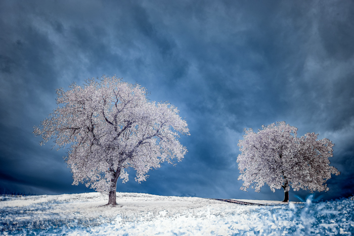 A landscape infrared image of trees and sky
