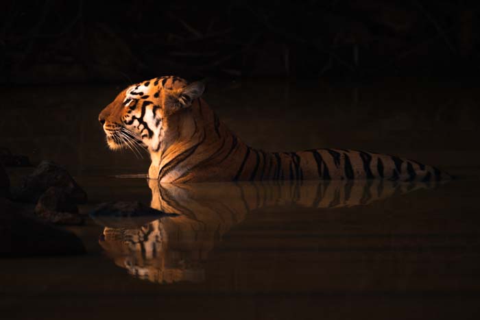 Low-key portrait of a tiger with -1 EV exposure compensation