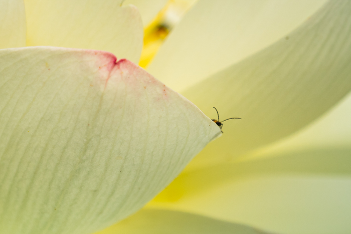 bug on lotus flower edited with photoshop neural filter superzoom