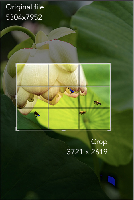 comparison image tight crop resolution on flower and bees with original file size