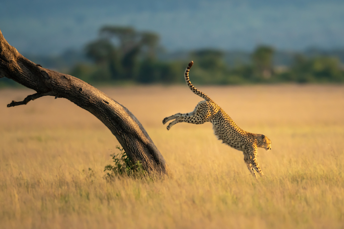 Picture of a cheetah shot with a Nikon D850