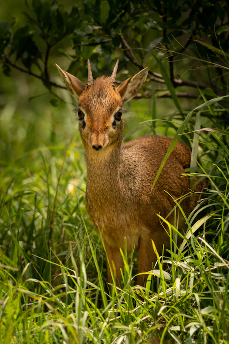  Kirk's dik-dik in foliage shot with a Nikon D850