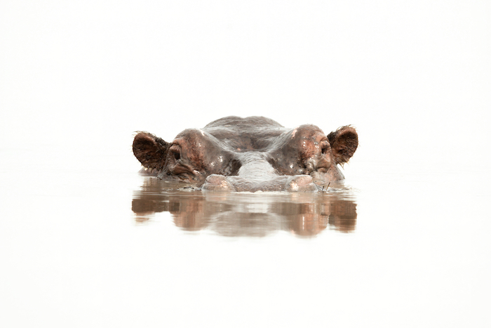 Hippopotamus with its face half above water shot with a Nikon D850