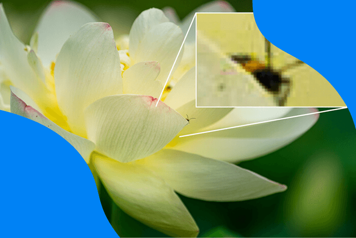 A photo of a flower with a section zoomed in on bug on flower to see pixelation