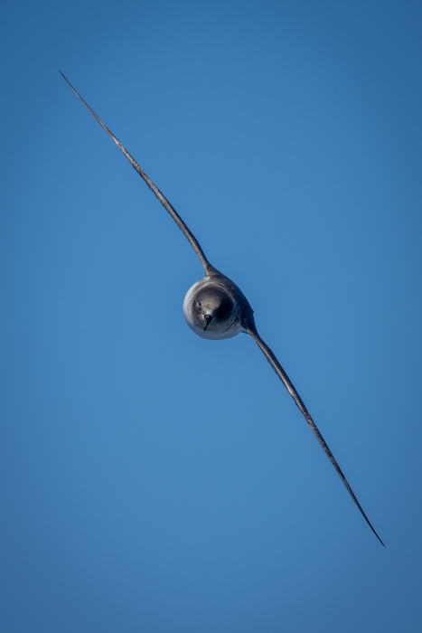 An Antarctic petrel in flight shot with Sony a1