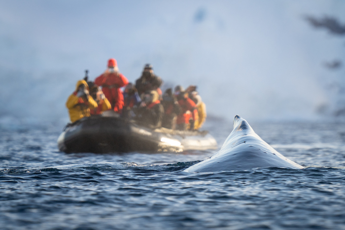 Picture of a whale and a Zodiac