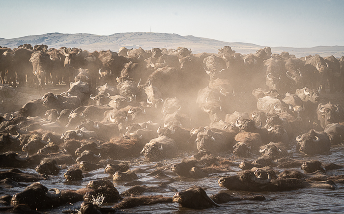 Cattle crossing river in Cappadocia Turkey