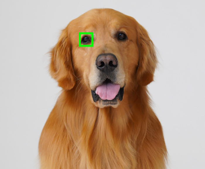 Dog with Autofocus point over eye