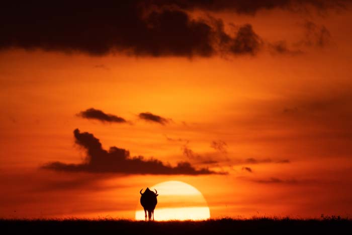 Picture of a wildebeest in front of a sunset in Africa