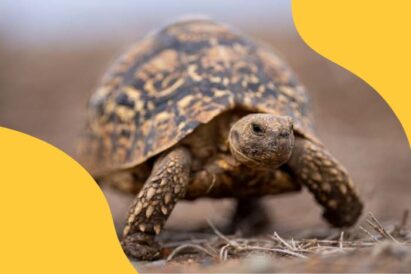 A tortoise shot using selective focus with yellow pattern in foreground