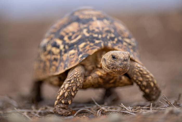 A leopard tortoise crawling on the ground