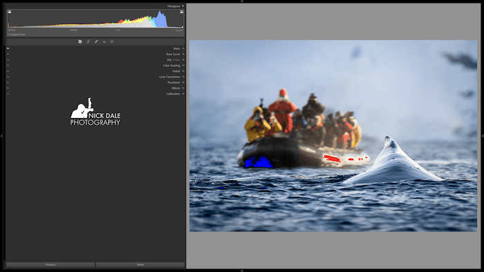 Whale image with crushed shadows and blown highlights on the camera histogram