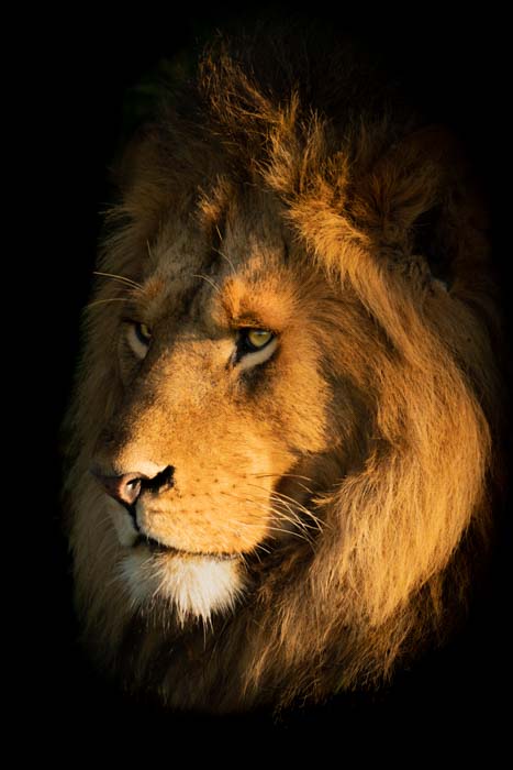 Lion shot with an 800mm lens and a 1.25x teleconverter