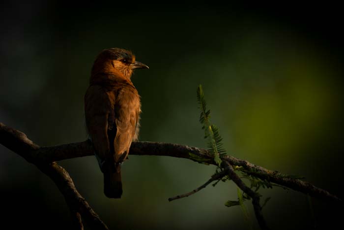 Indian roller shot with a 600mm lens