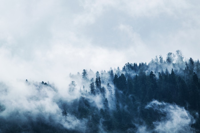 Fog over a forest